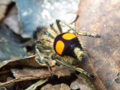 Traumatomutilla quadrinotata