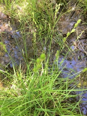Carex scoparia