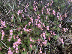 Stylidium bulbiferum