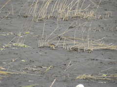 Motacilla tschutschensis