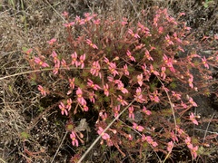 Stylidium bulbiferum