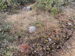 Stylidium bulbiferum