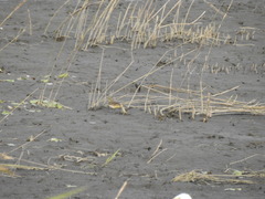 Motacilla tschutschensis