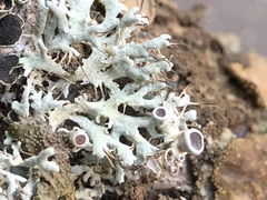 Physcia leptalea