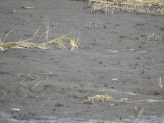 Motacilla tschutschensis