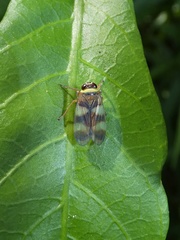 Licontinia introducens