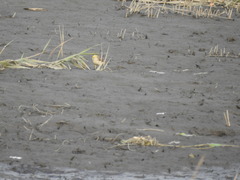 Motacilla tschutschensis