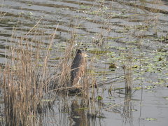 Nycticorax nycticorax