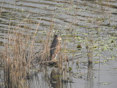 Nycticorax nycticorax