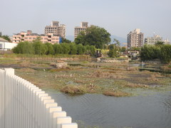Nycticorax nycticorax