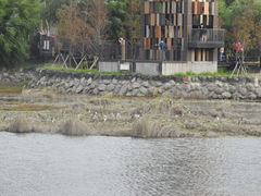 Nycticorax nycticorax