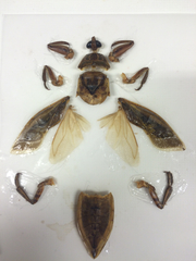 Nepoidea