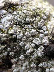 Pertusaria hymenea