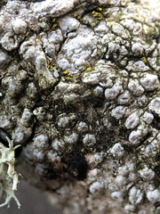 Pertusaria hymenea