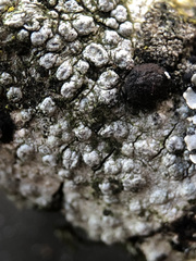 Pertusaria hymenea