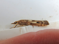 Occidentalia comptulatalis