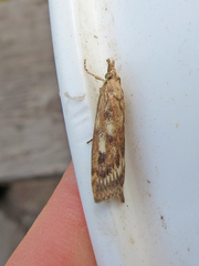 Occidentalia comptulatalis