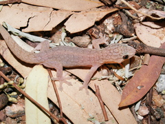 Gehyra australis