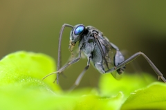 Evania appendigaster