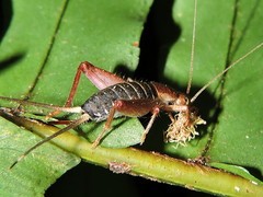 Mogoplistidae