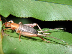Mogoplistidae