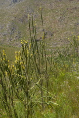 Aspalathus verbasciformis