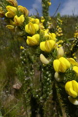 Aspalathus verbasciformis