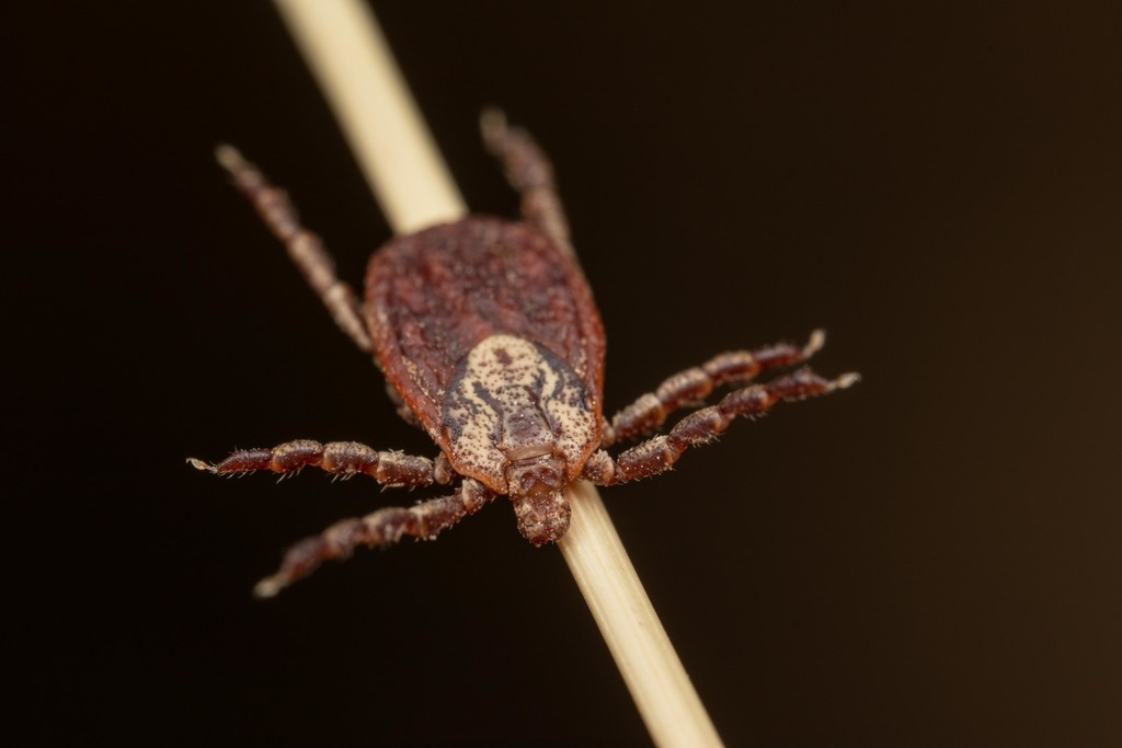 Ornate Sheep Tick
