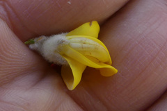 Aspalathus verbasciformis