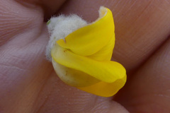 Aspalathus verbasciformis