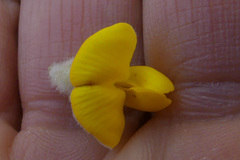 Aspalathus verbasciformis