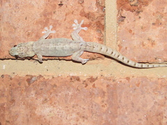 Gehyra australis