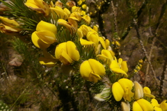 Aspalathus verbasciformis