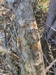 Cytospora chrysosperma