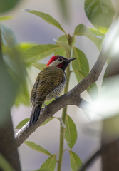 Colaptes atricollis