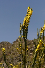 Aspalathus verbasciformis