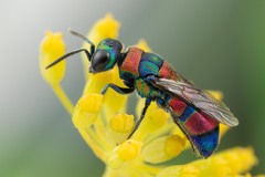 Chrysis semicincta