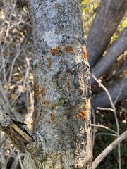 Cytospora chrysosperma