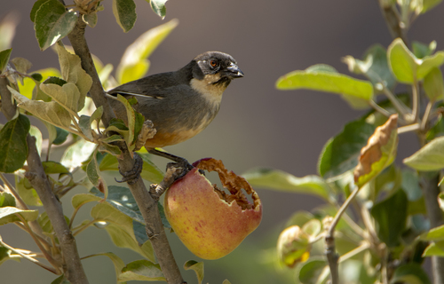 Rusty-bellied Brushfinch (Atlapetes nationi), photo 10