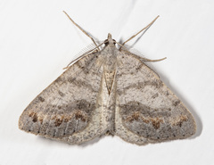 Macaria loricaria