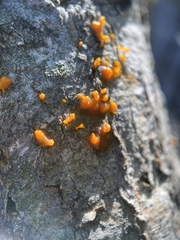 Cytospora chrysosperma