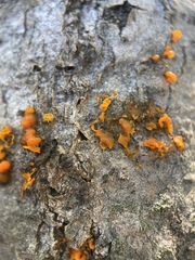 Cytospora chrysosperma