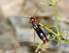 Oreasiobia fedtschenkoi
