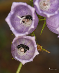 Lasioglossum costulatum