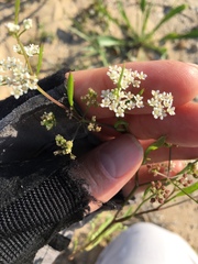 Limnosciadium pumilum