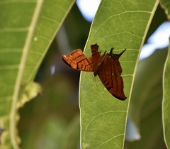 Marpesia eleuchea