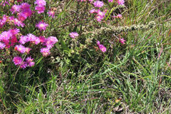 Lampranthus mutans