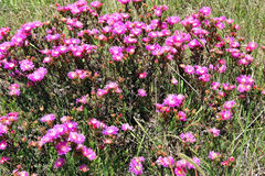 Lampranthus mutans