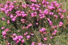 Lampranthus mutans
