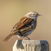 Dunnock - Photo (c) Alexis Lours, some rights reserved (CC BY)